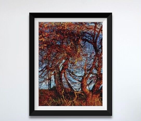 Landscape Art Photograph Absrtact Tree In Blue And Brown Framed